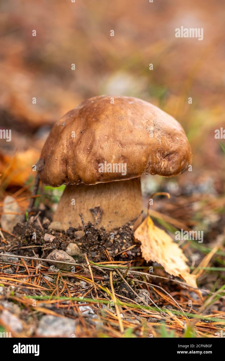 Boletus edulis champignons comestibles dans la forêt d'automne gros plan Banque D'Images