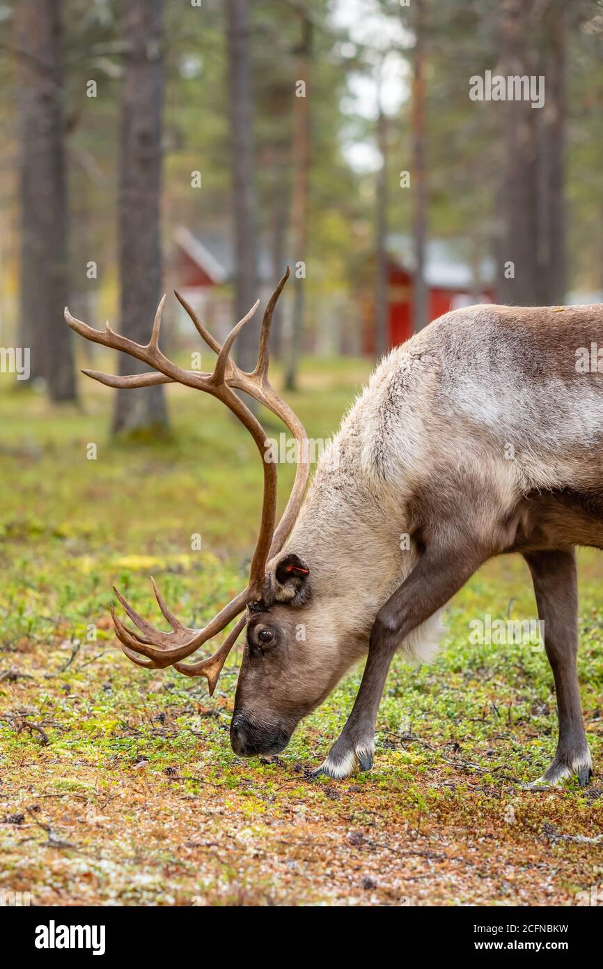 Rennes sauvages broutant dans la forêt de pins en Laponie, dans le nord de la Finlande. Banque D'Images