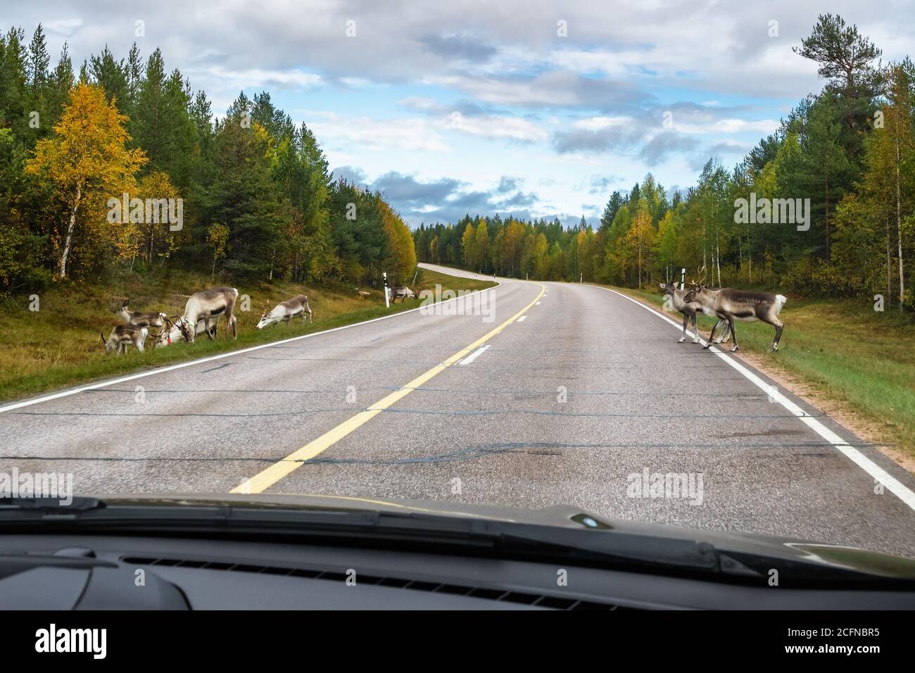 Les rennes marchent sur la route en Scandinavie Banque D'Images