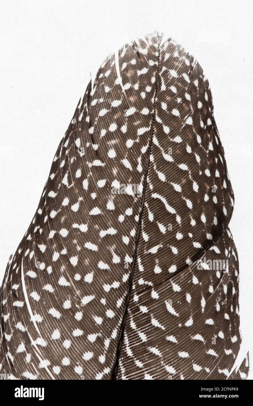 La plume d'un grand faisan argus sur fond blanc. Banque D'Images