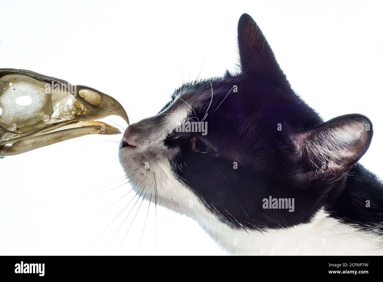 Un chat face à face avec un crâne d'oiseau. Les chats de plein air sont responsables de tuer des milliards d'oiseaux chaque année et sont liés au déclin des oiseaux. Banque D'Images