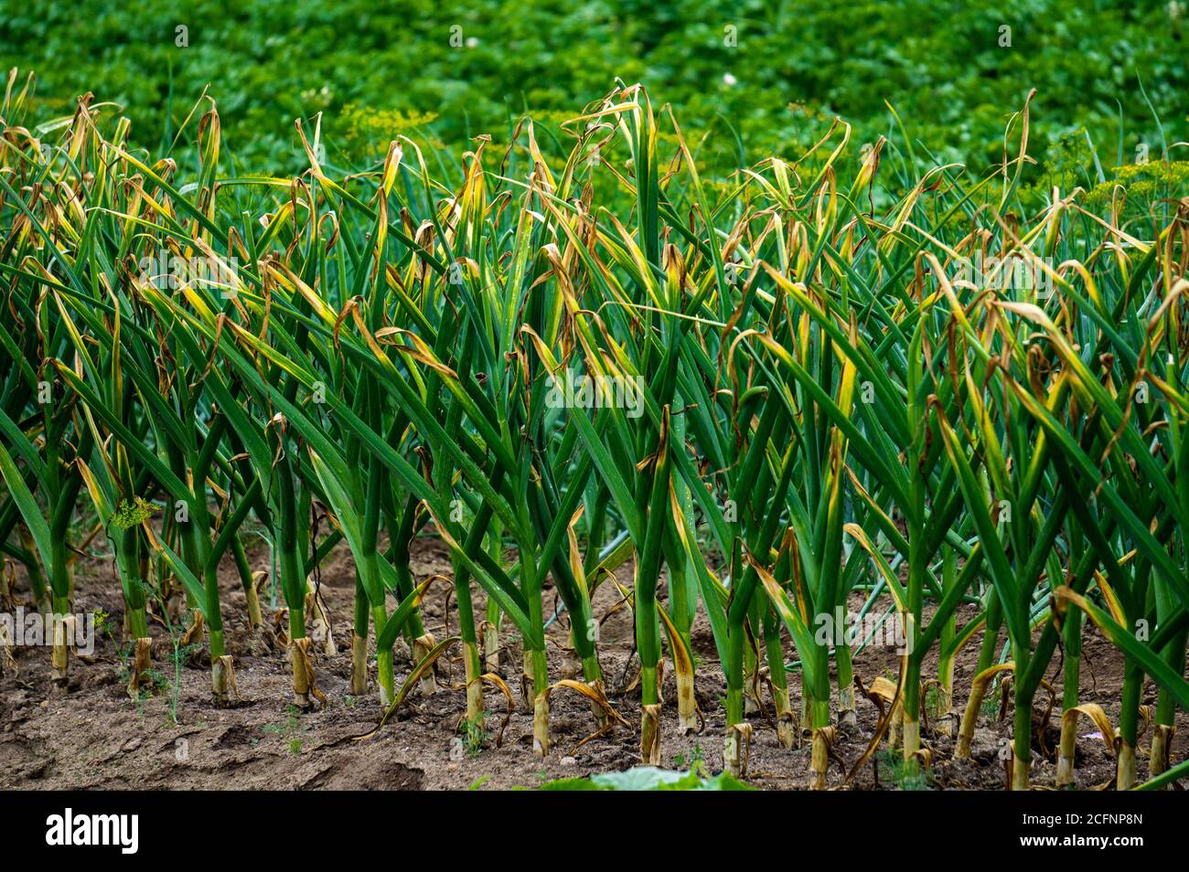 Germe d'ail vert frais sur un lit de jardin. Aliments biologiques. Banque D'Images