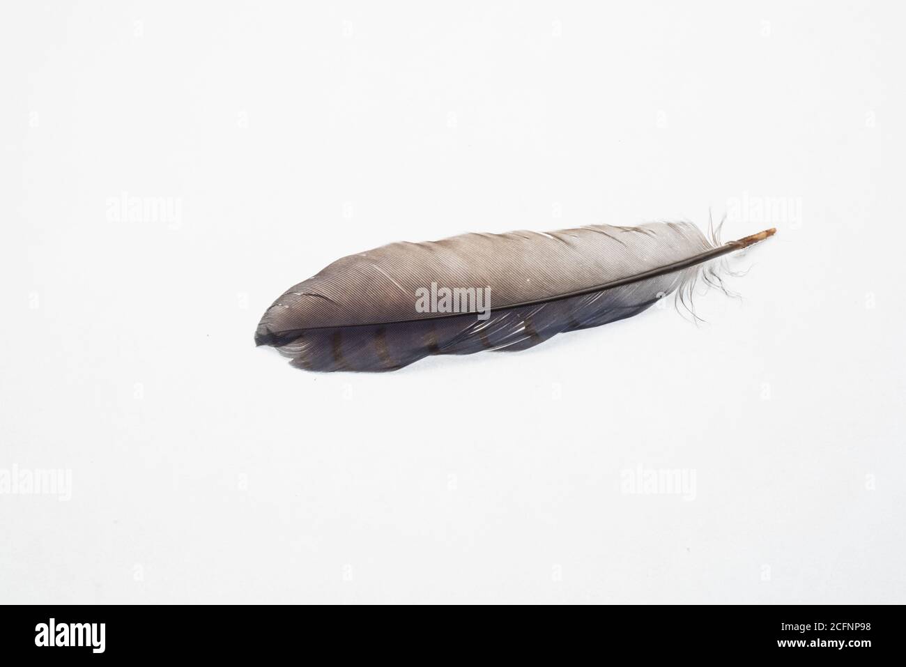 Une seule plume sur un fond blanc. La plume est d'un Scrub Jay. Banque D'Images