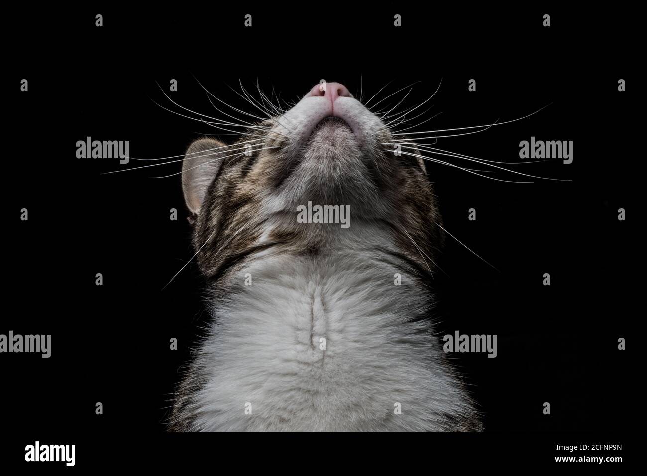 Un chat tabby regarde droit vers le haut montrant son menton et des whiskers. Banque D'Images