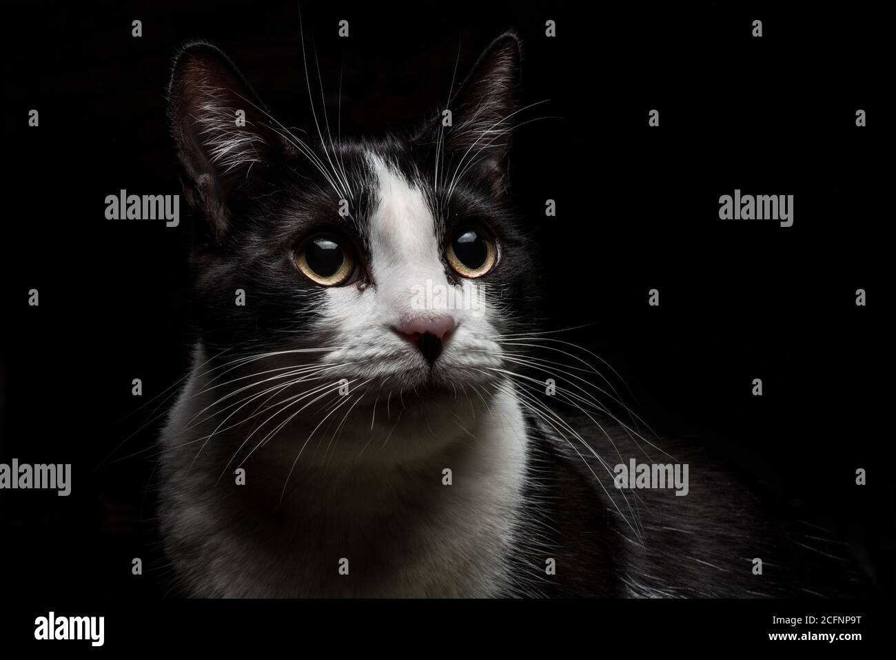 Un portrait d'un chat noir et blanc dans le sombre Banque D'Images