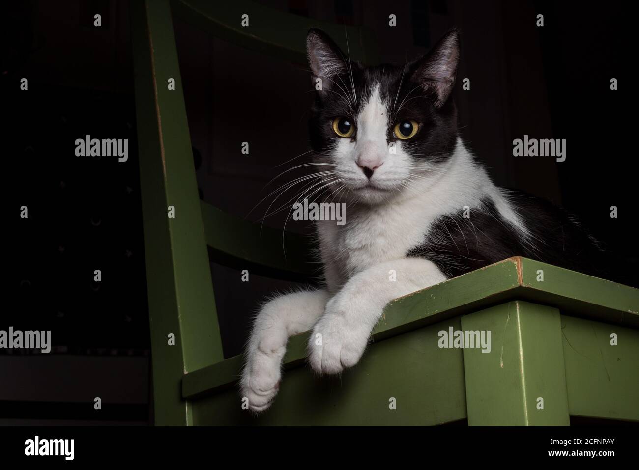 Portrait d'un chat noir et blanc qui se détend sur une chaise à l'intérieur. Banque D'Images