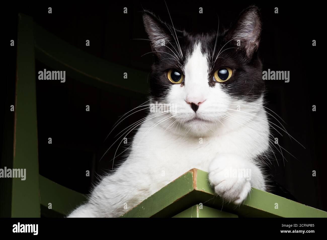 Portrait d'un chat noir et blanc qui se détend sur une chaise à l'intérieur. Banque D'Images