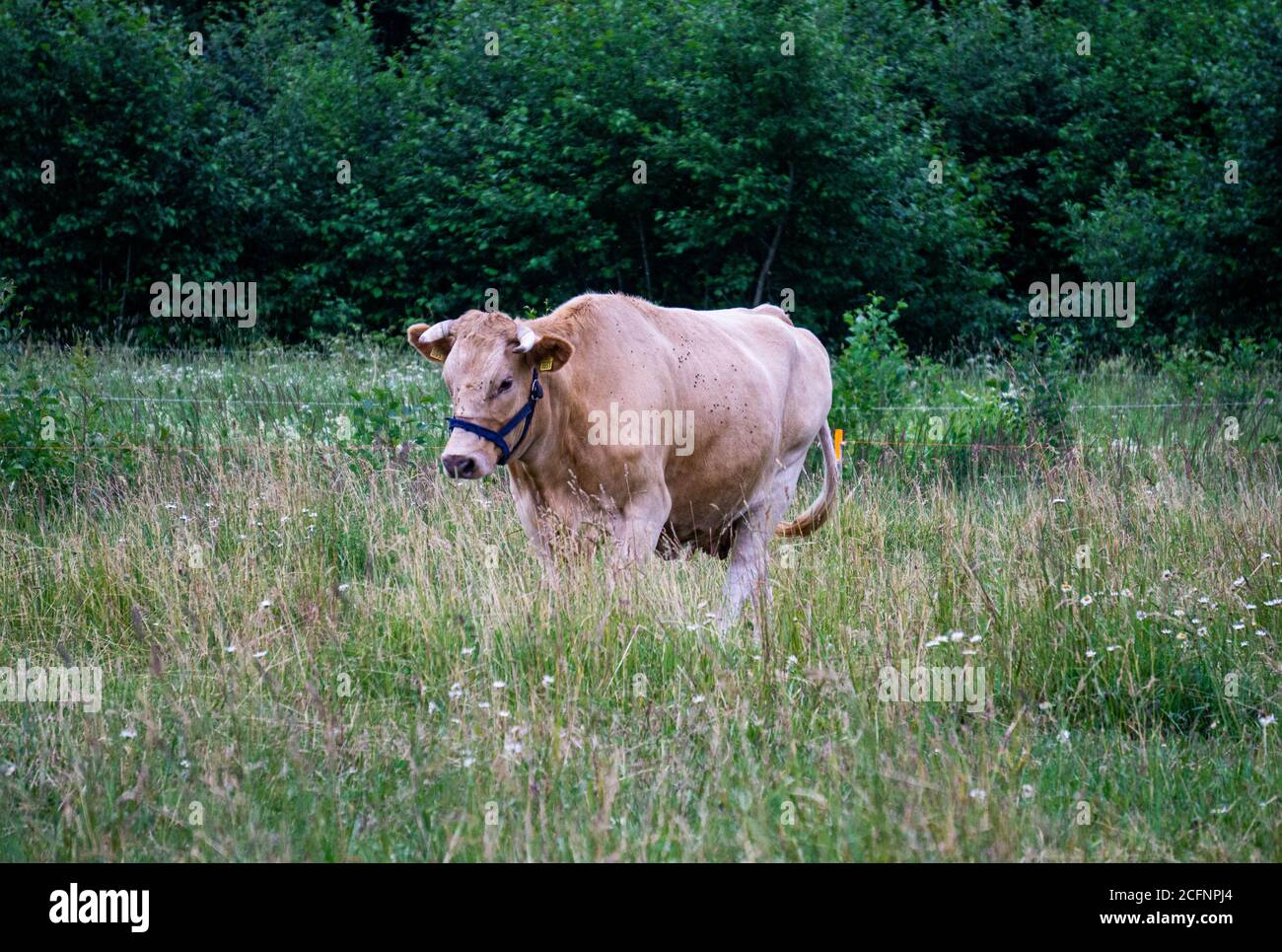Une grande vache beige légère tombe sur le terrain en plein air. Banque D'Images