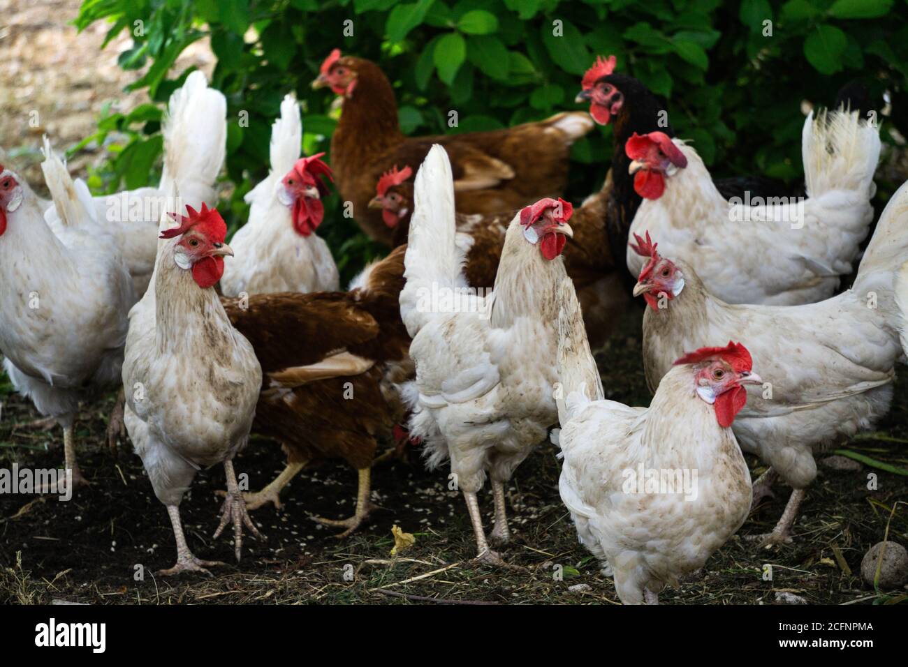 Les poulets de moudley multicolores sont à la recherche de nourriture dans une cour rurale. Banque D'Images