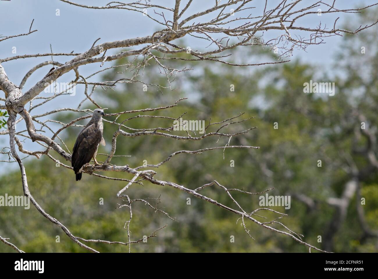 Poisson à tête grise Ichthyophaga ichthyaetus-eagle - grand, brun et gris eagle à Woodlands et les eaux douces d'Asie, Sri Lanka. Banque D'Images