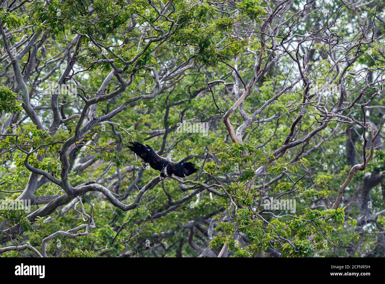 Poisson à tête grise Ichthyophaga ichthyaetus-eagle - grand, brun et gris eagle à Woodlands et les eaux douces d'Asie, Sri Lanka. Banque D'Images