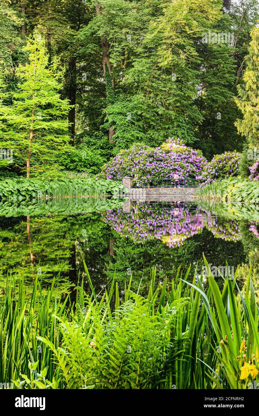Pays-Bas, 's-Graveland, Rural Estate Gooilust. Rhododendron à fleurs. Jogging. Banque D'Images