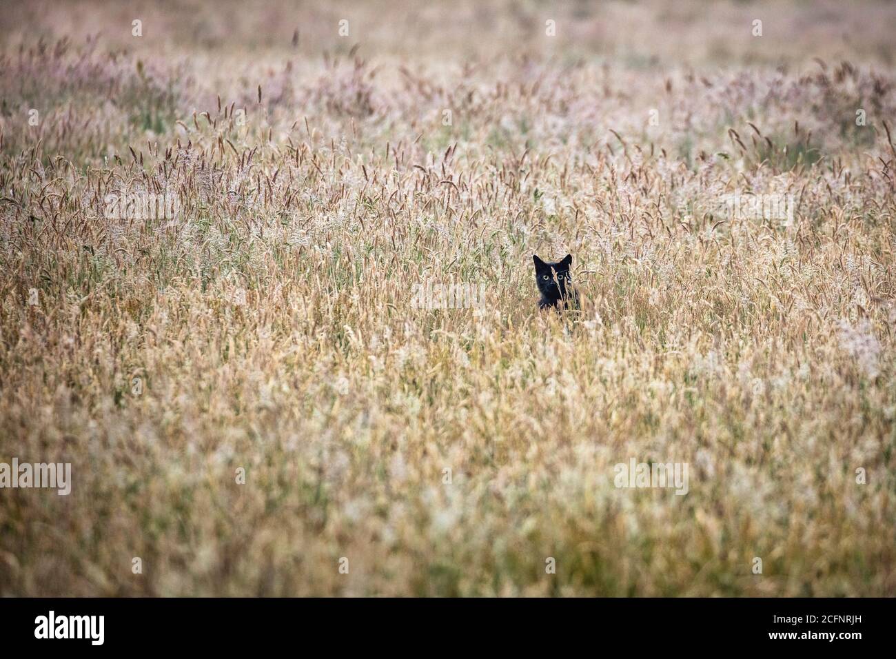 Pays-Bas, 's-Graveland, Rural Estate Hilverbeek. Chat noir dans le champ d'herbe. Banque D'Images