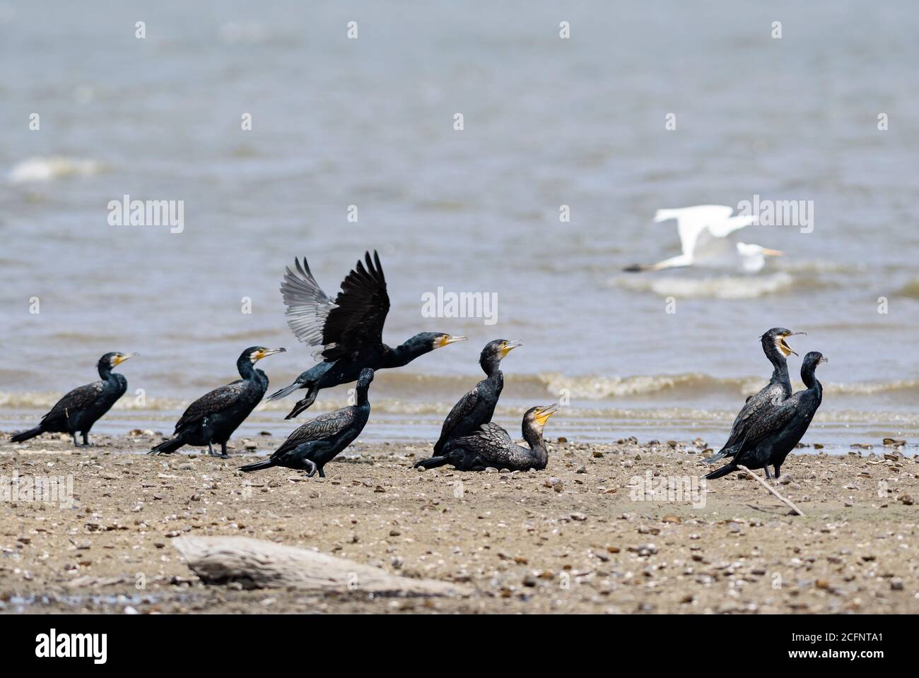Cormorant indien - Phalacrocorax fuscicollis, grand cormoran commun des lacs et rivières asiatiques, Sri Lanka. Banque D'Images