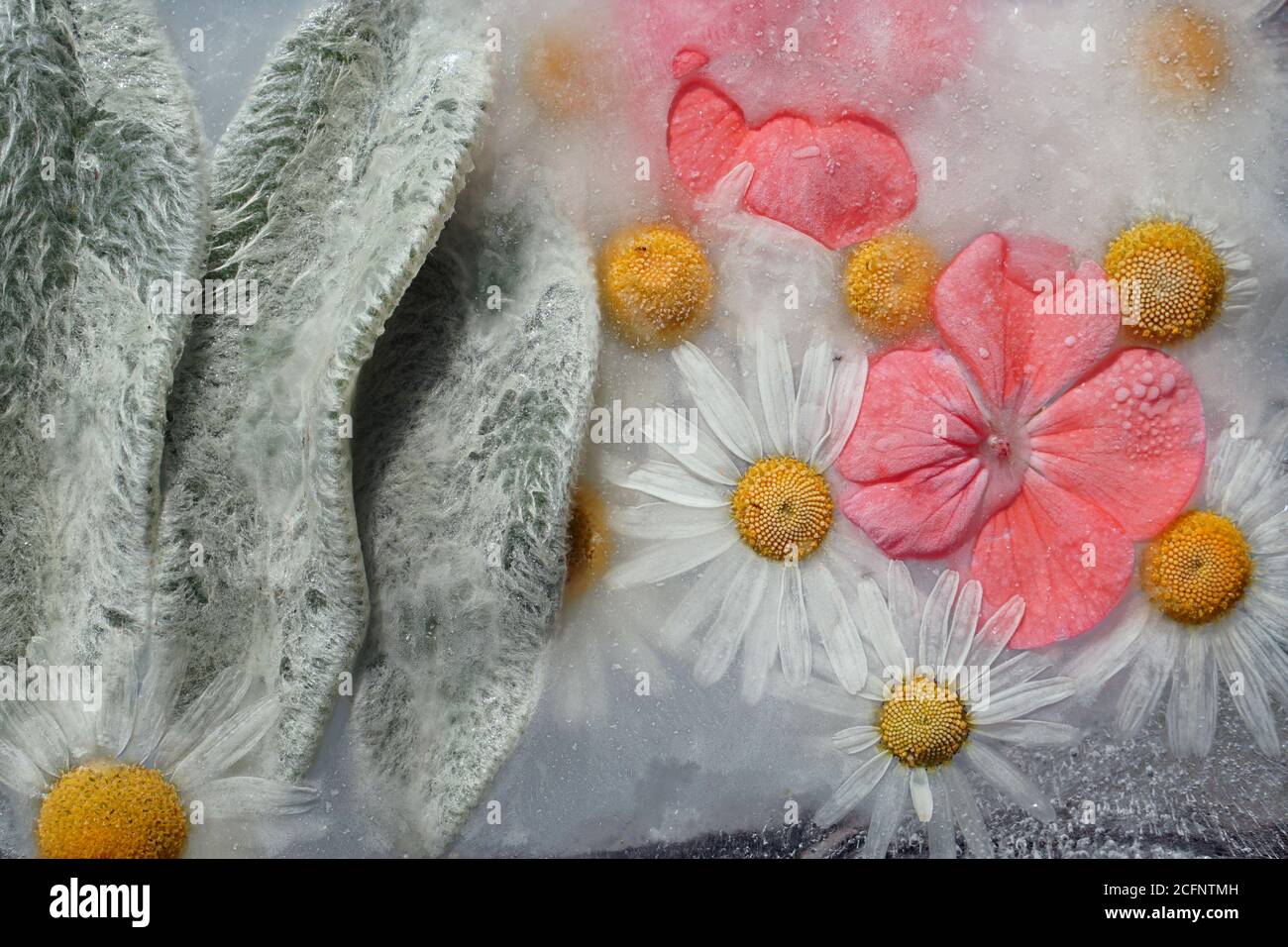 Fond de camomille, de pélargonium orange et de feuilles laineux dans un cube de glace contenant des bulles d'air. Un équipement de pose à plat pour la voiture de jour de la Saint-Valentin Banque D'Images