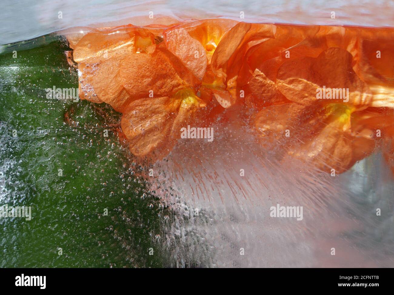 Fond de fleur de Crossandra orange dans un cube de glace avec bulles d'air. Carte de Saint-Valentin à poser à plat. Banque D'Images