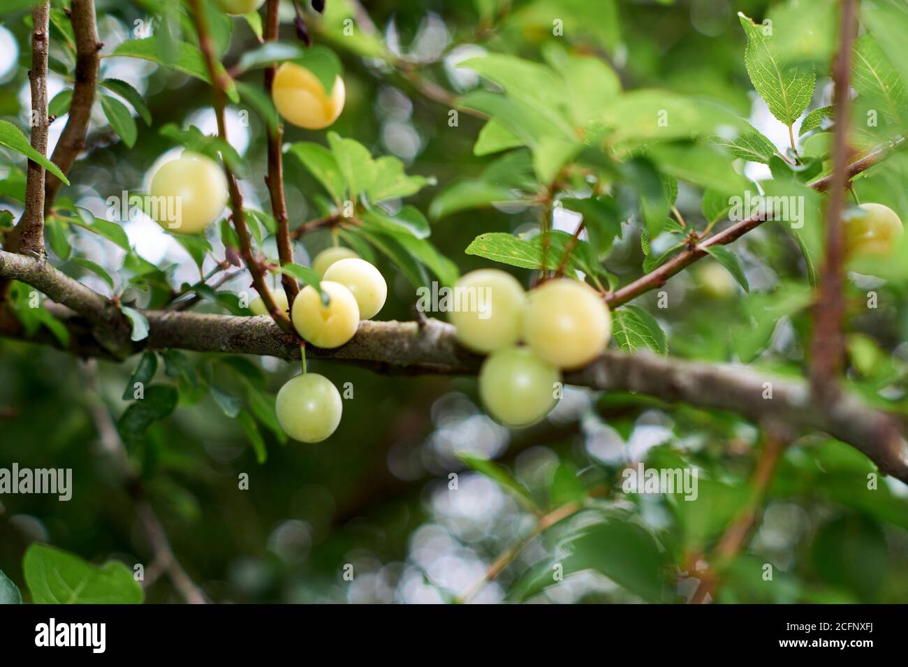 Les fruits de la prune Mirabelle, Prunus domestica, Banque D'Images