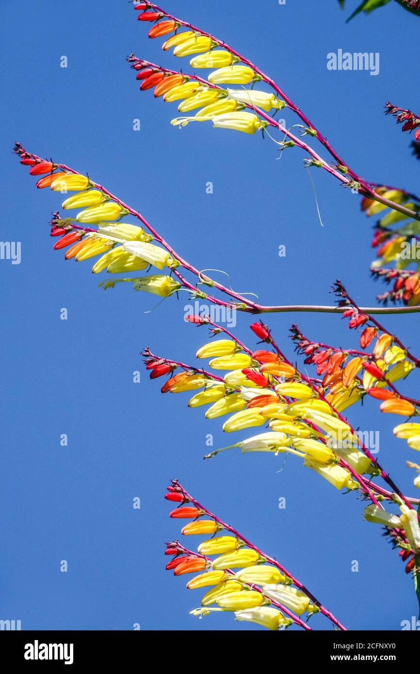 Ipomoea lobata drapeau espagnol Ipomoea versicolor. Firecracker ciel bleu de vigne fond Banque D'Images