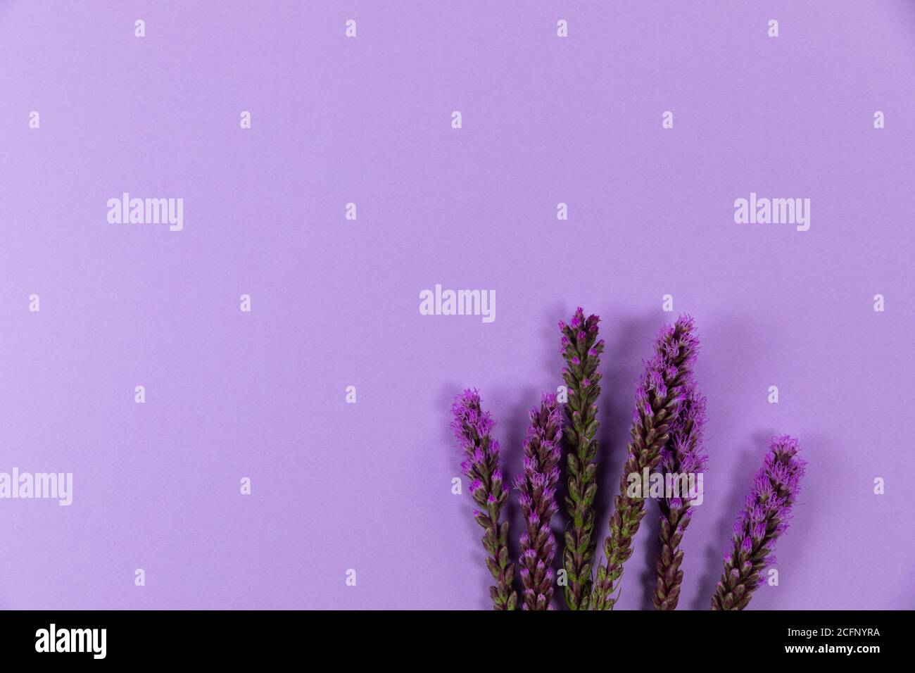 Vue sur les fleurs de lilas sur fond violet Banque D'Images