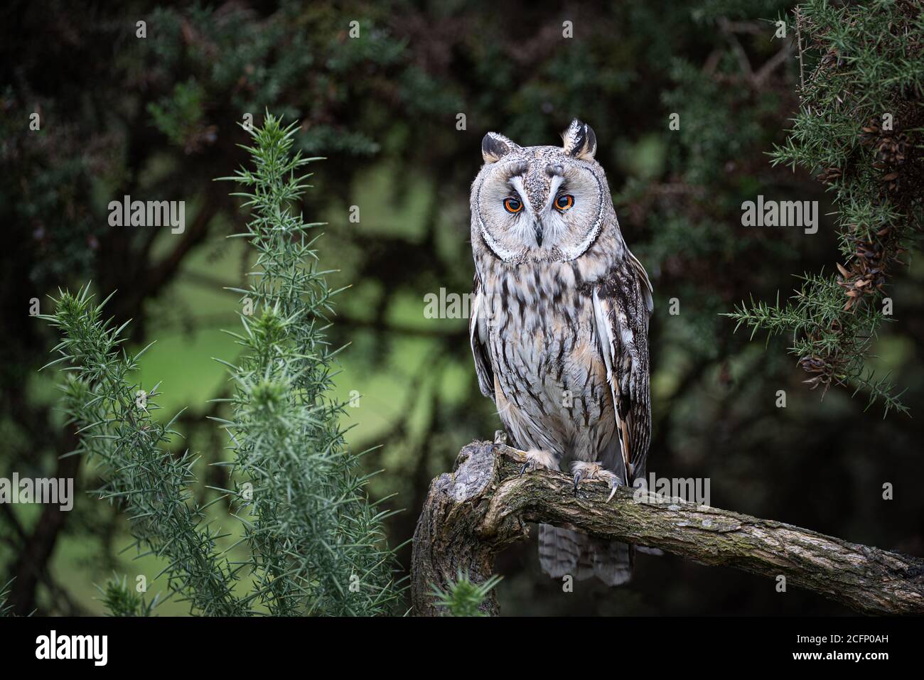 Un portrait complet d'un long hibou perché sur une branche. Il est orienté vers l'avant avec ses yeux orange ouverts et regardant Banque D'Images