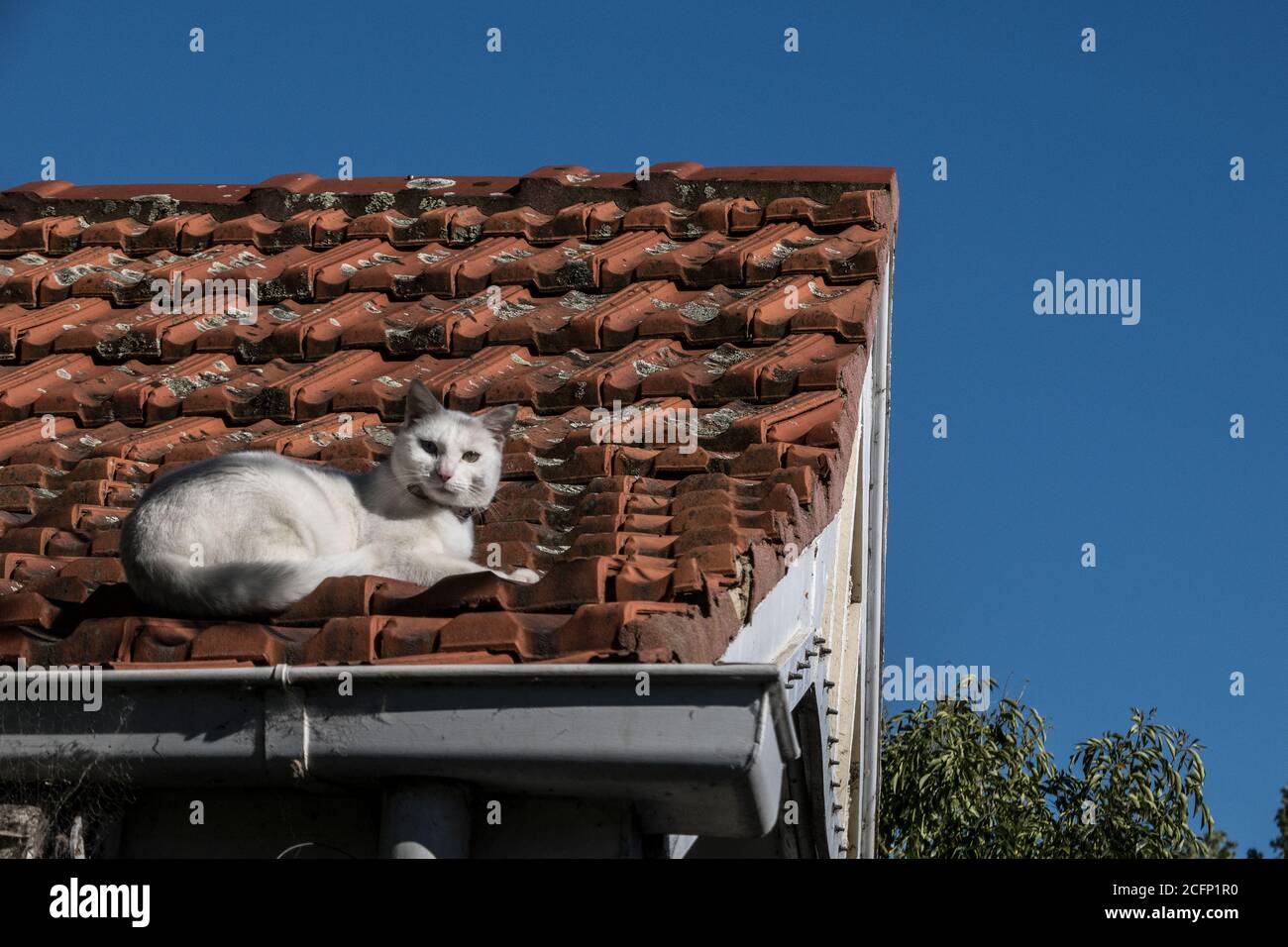 Melbourne Australie. Scènes de la vie quotidienne à Melbourne en Australie. Chats sur un toit dans la banlieue de Melbourne . Banque D'Images