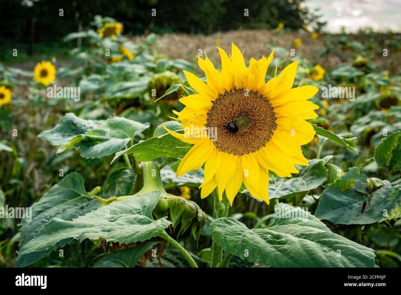 West Illsley, Berkshire, Royaume-Uni. 6 septembre 2020. Vue depuis la randonnée à travers le ridgeway près de West Illsley. Une abeille est assise sur un tournesol. Crédit : Sidney Bru Banque D'Images