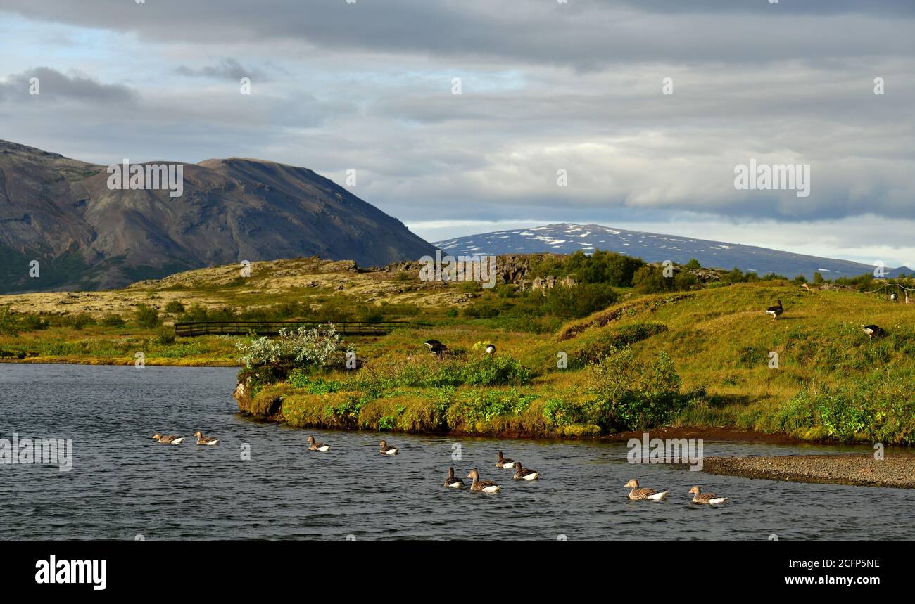 Graylag Goose nageant sur le lac dans le parc national de Thingvellir, Islande Banque D'Images
