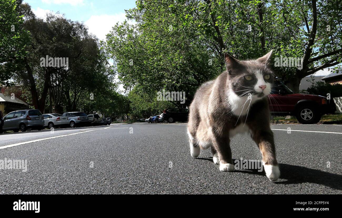 Melbourne Australie. Scènes de la vie quotidienne à Melbourne Australie.UN chat marche le long d'une rue dans la banlieue de Melbourne . Banque D'Images