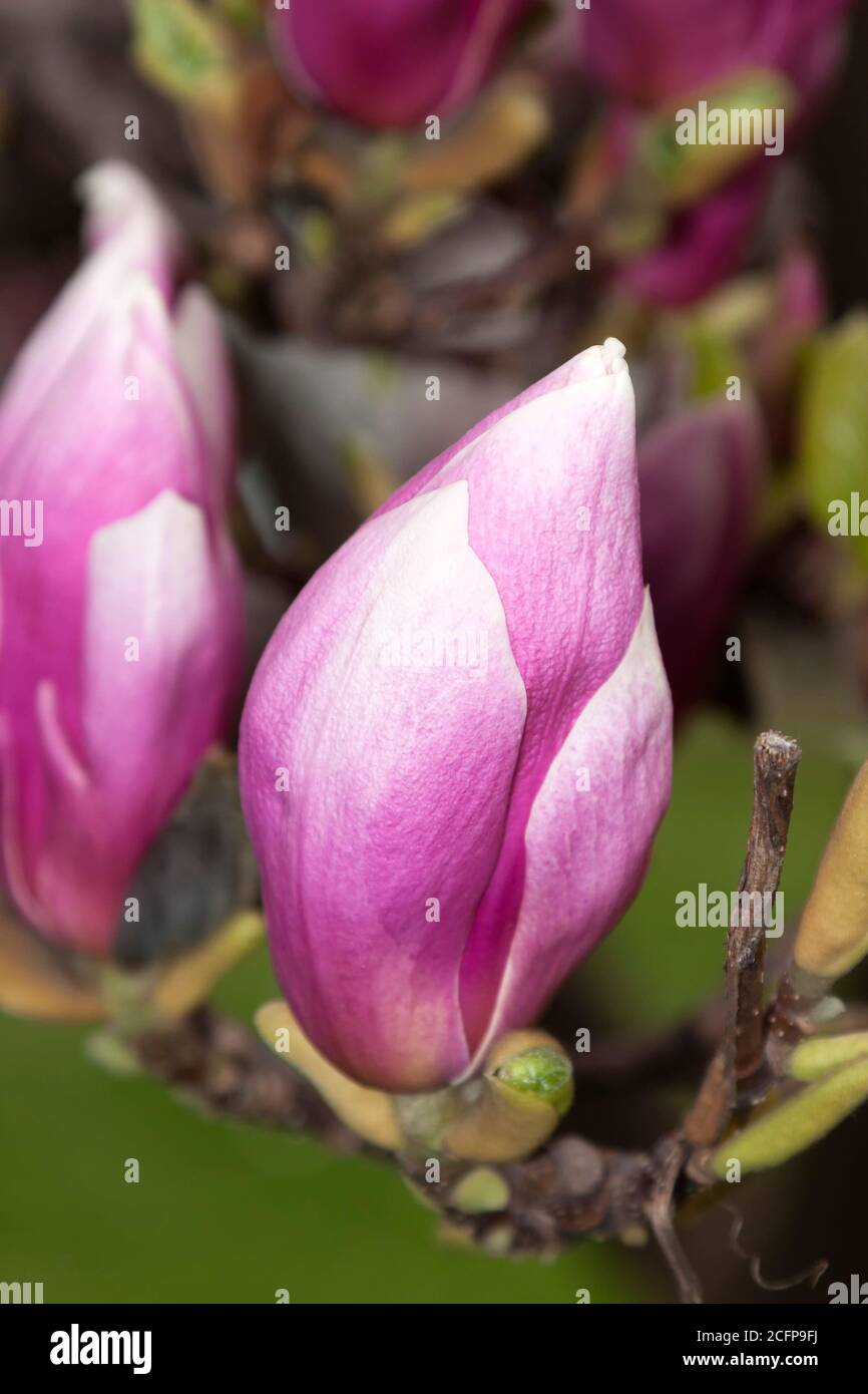 Fleurs de magnolias, Berlin, Allemagne Banque D'Images