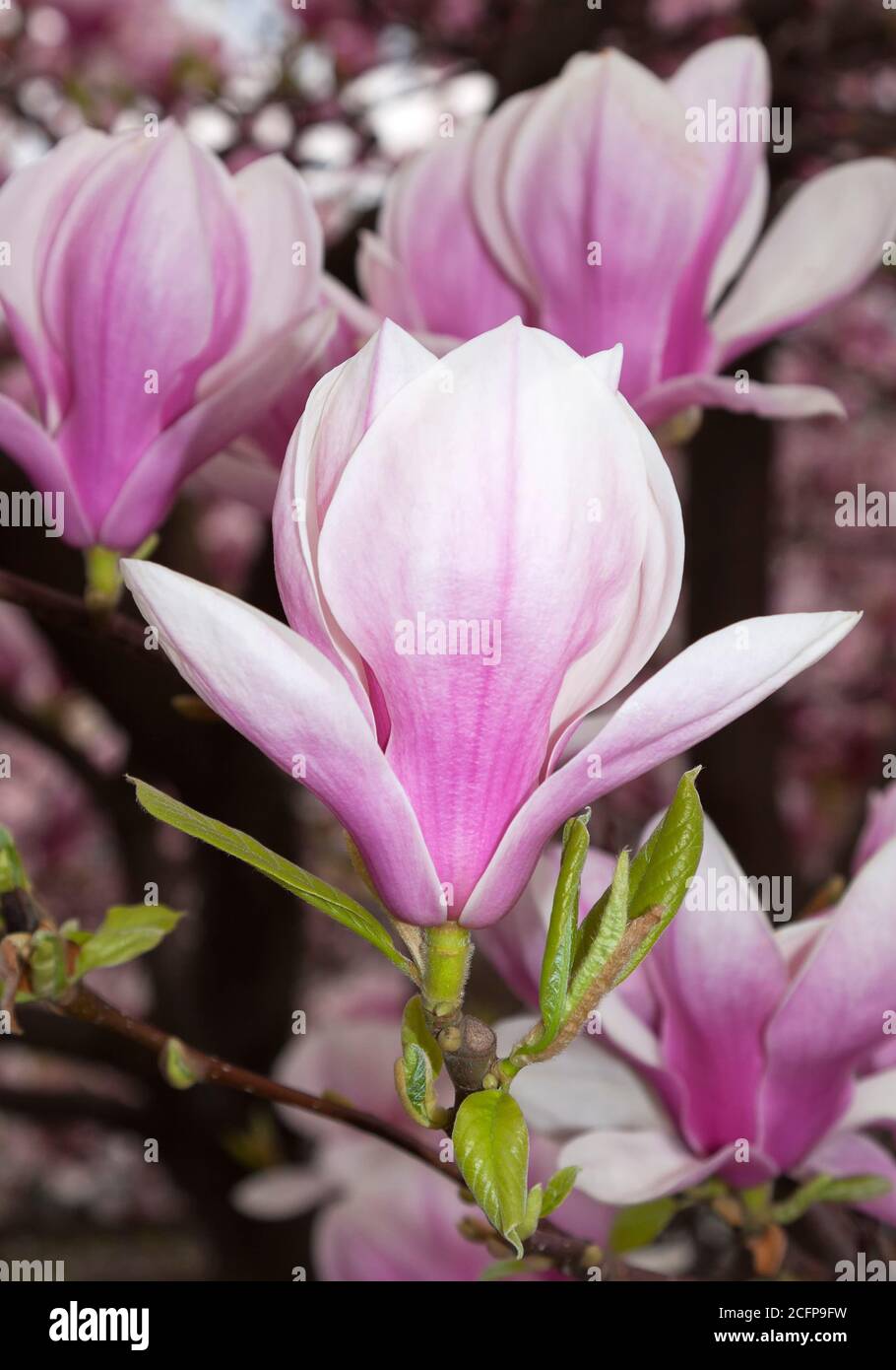 Fleurs de magnolias, Berlin, Allemagne Banque D'Images