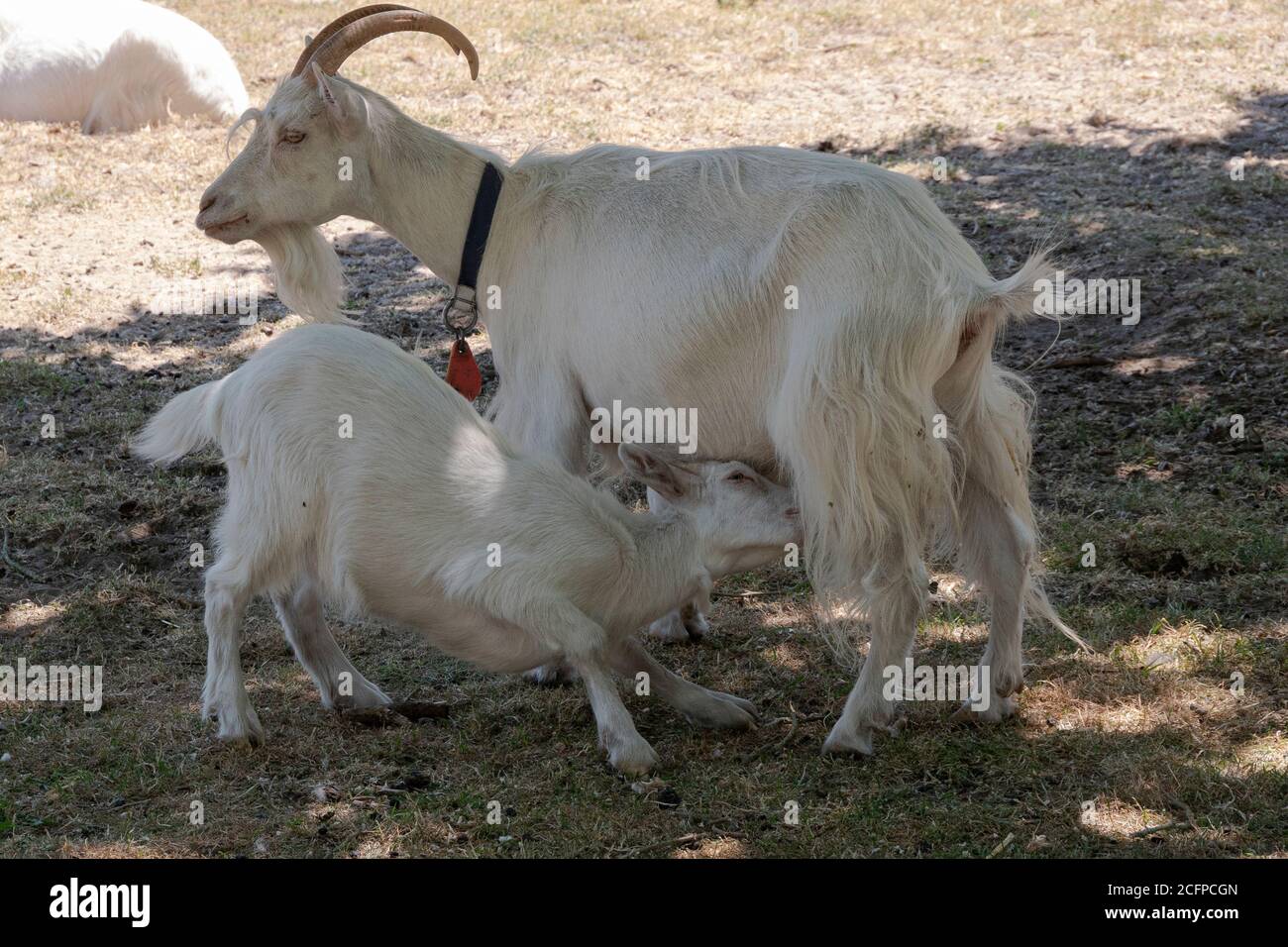 La jeune chèvre commence à sucer avec sa mère Banque D'Images