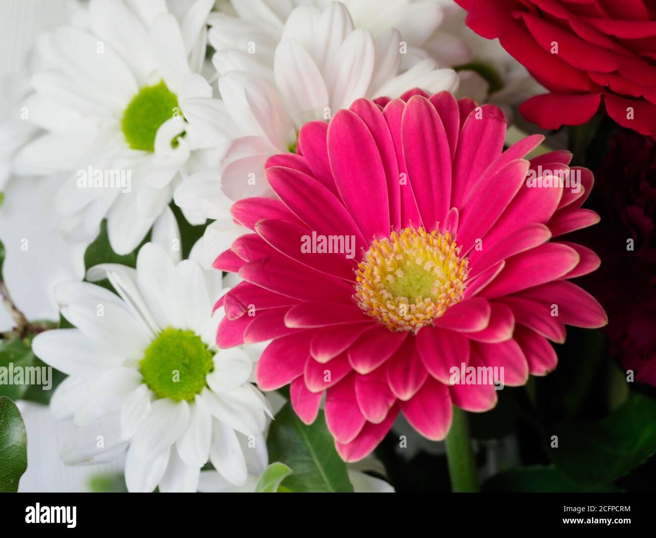 gros plan coloré de marguerites roses et blanches Banque D'Images