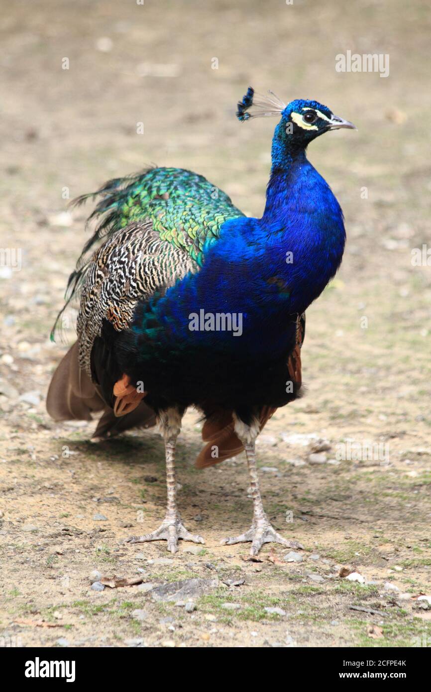 peacock repose dans la zone ouverte Banque D'Images