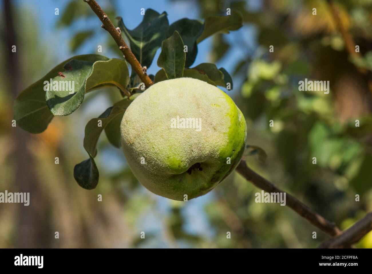 Le fruit du coing (Cydonia oblonga) mûrit sur l'arbre, Espagne. Banque D'Images