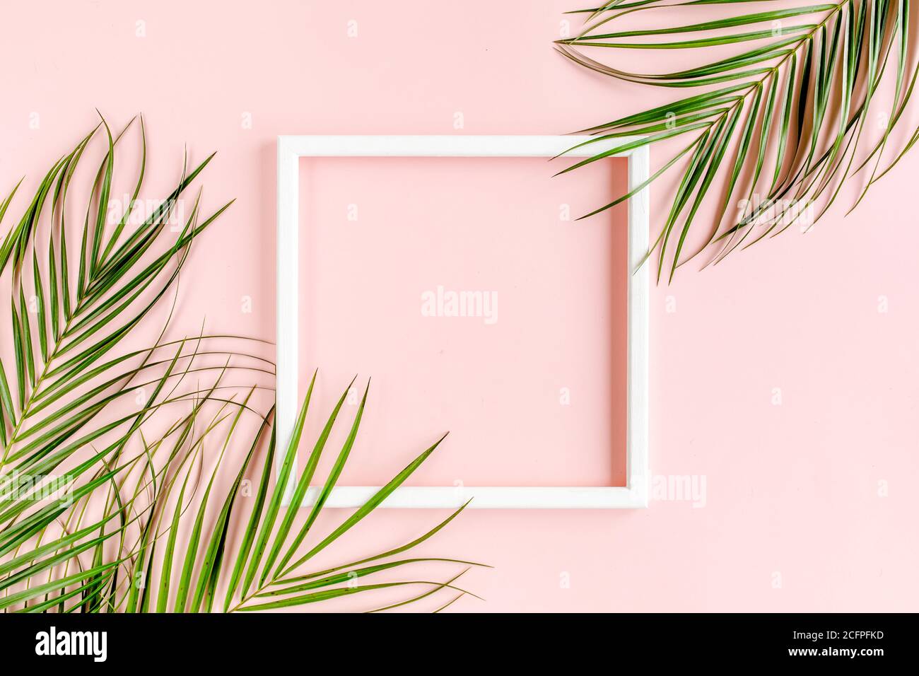 Cadre blanc et paume tropicale feuilles Phoenix sur fond rose. Flat lay, vue de dessus Banque D'Images