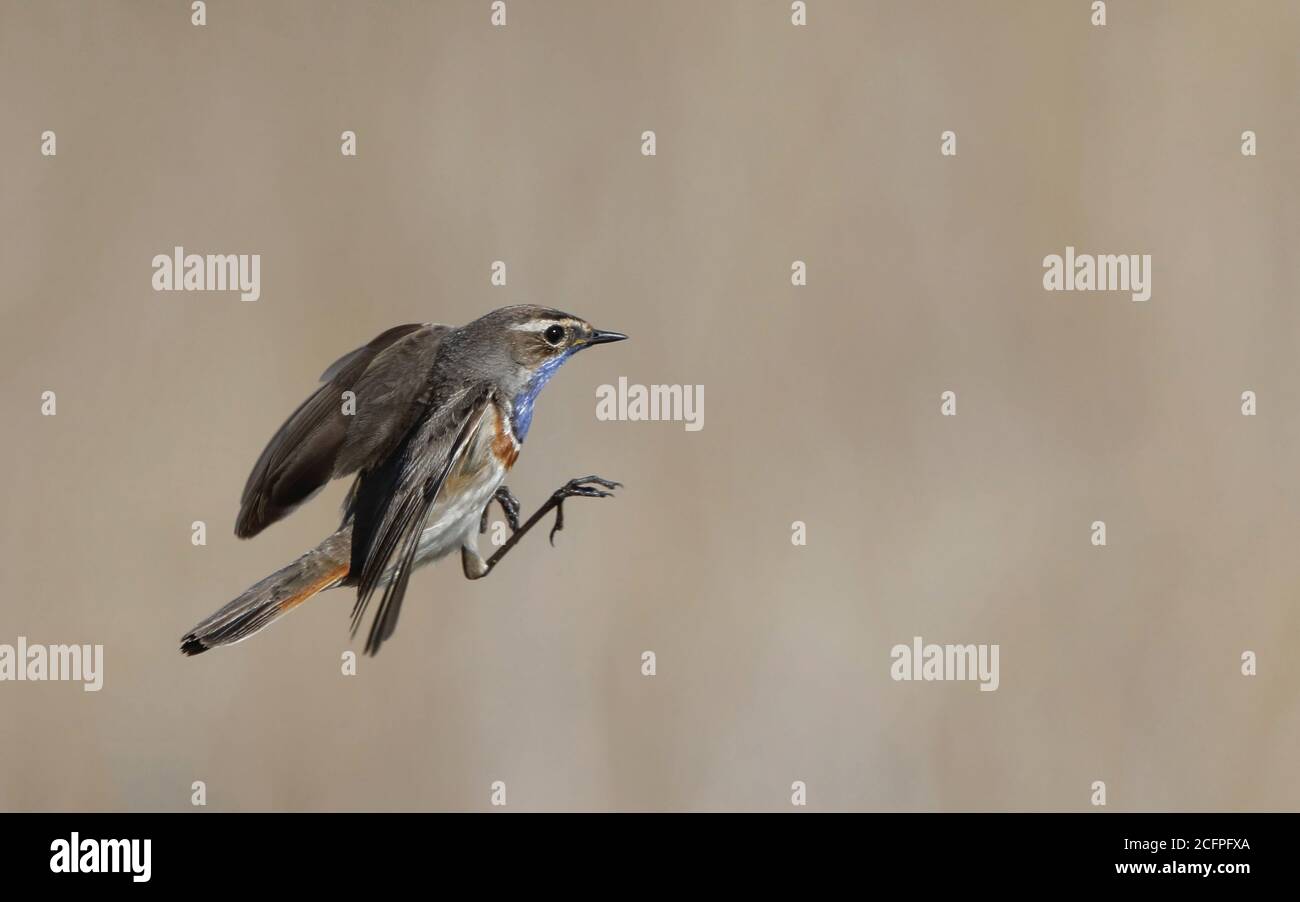 Bluethroat à pois blancs (Luscinia svecica cyanula), atterrissage mâle, vue latérale, Danemark Banque D'Images