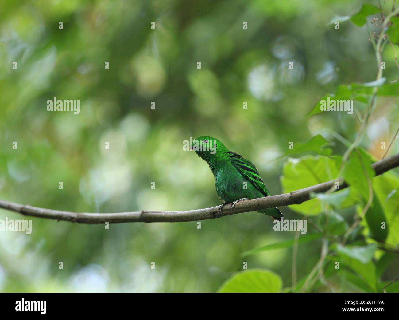 Petit cowbill vert (Calyptomena viridis), perché sur une branche de la forêt tropicale, Birmanie, Lenya Banque D'Images