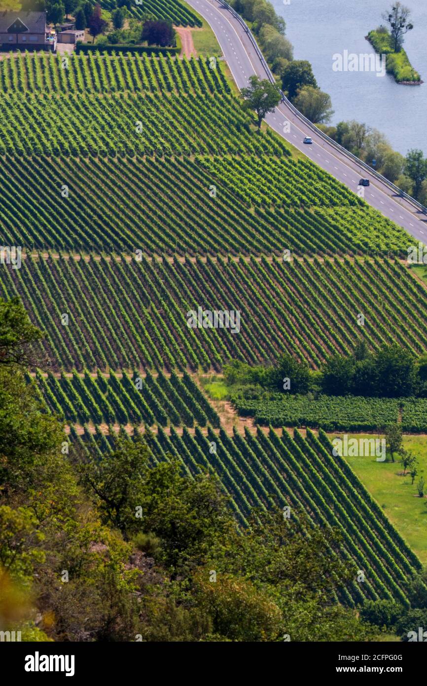 Viniculture le long de la Moselle, Allemagne, Rhénanie-Palatinat, Klotten Banque D'Images