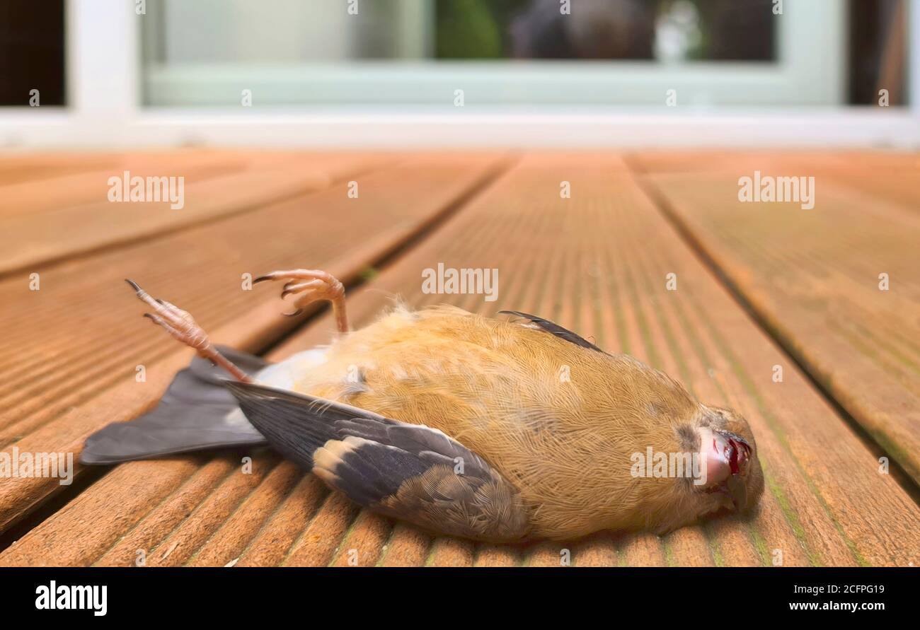 Bullfinch, bullfinch eurasien, bullfinch du nord (Pyrrhula pyrrhula), dépiqueur mort sous une fenêtre, BirdStrike, Allemagne Banque D'Images