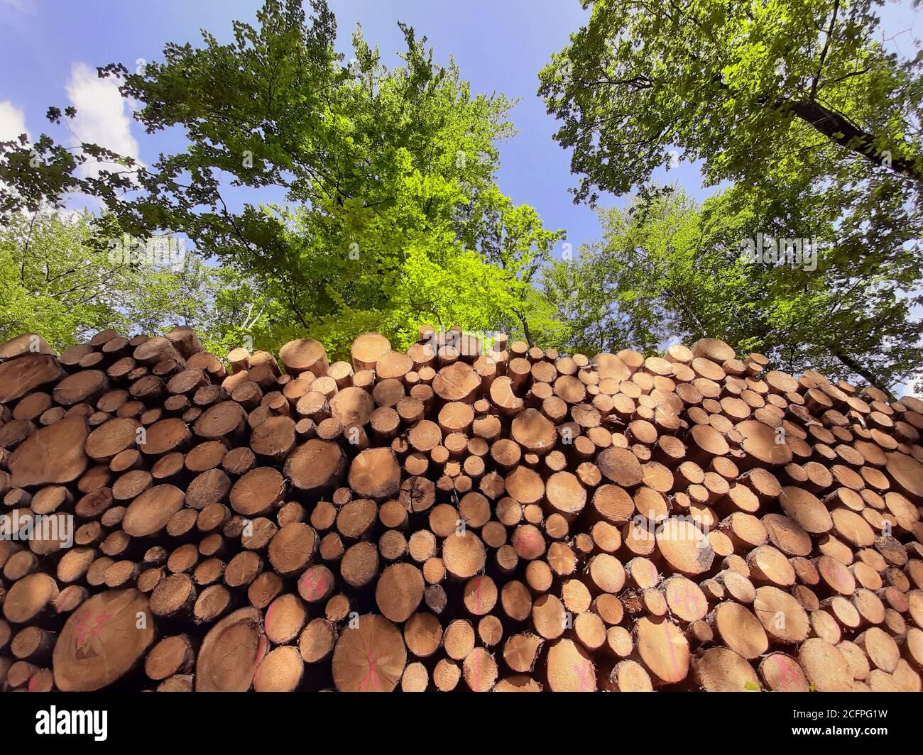Pile de bois de conifères devant les paysages forestiers à feuilles caduques, Allemagne Banque D'Images