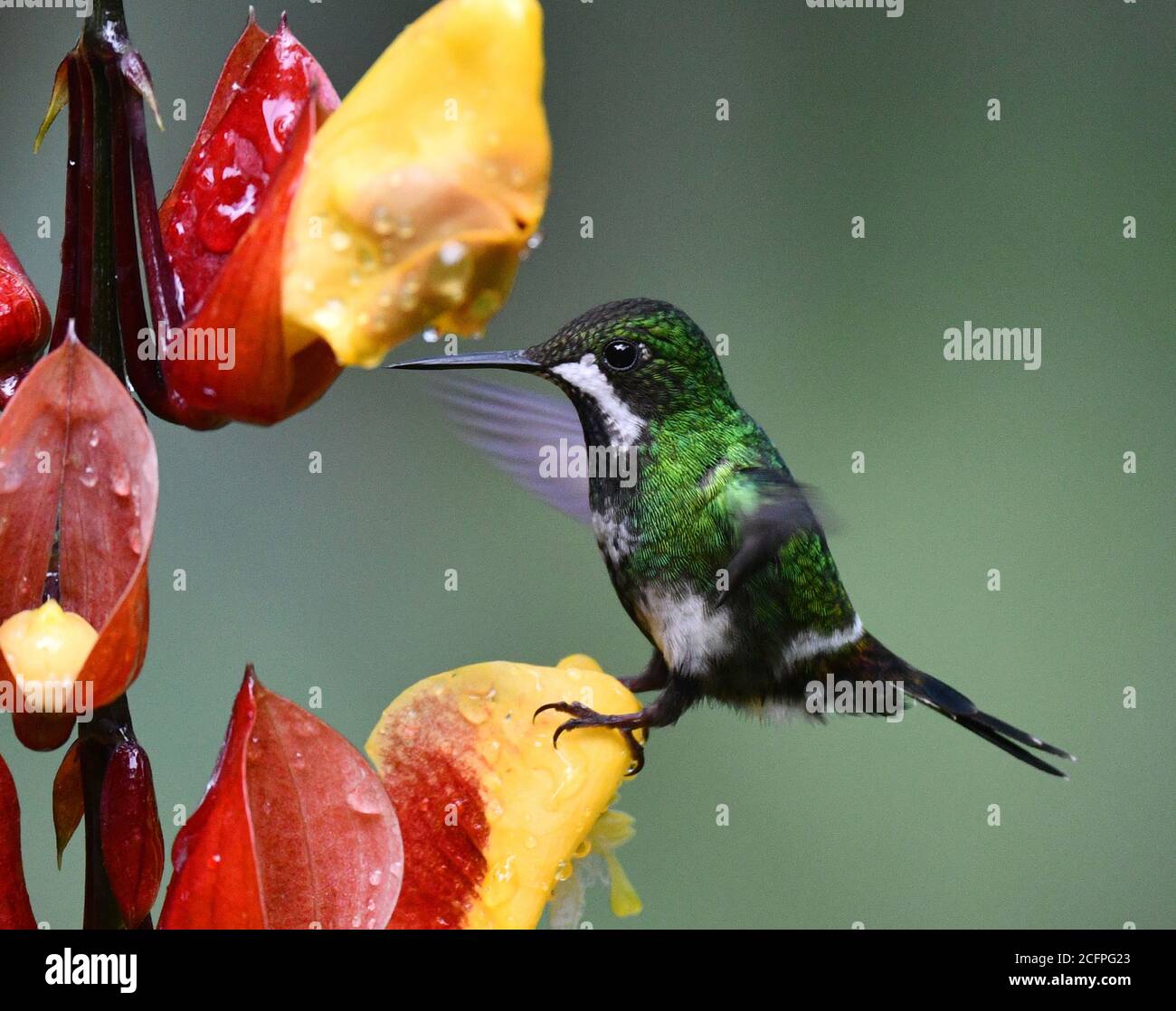 Épine verte (Popelairia conversii, Discosura conversii), équilibre mâle sur fleur tropicale rouge et jaune, Équateur, réserve de Mashpi Banque D'Images