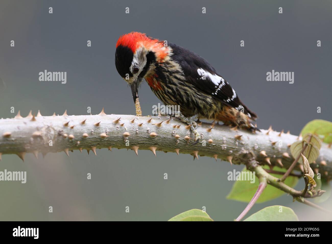 Pic cramoisi (Dryobates cathpharius, Picoides cathpharius), perché sur une branche, mangeant une chenille, Bhoutan Banque D'Images