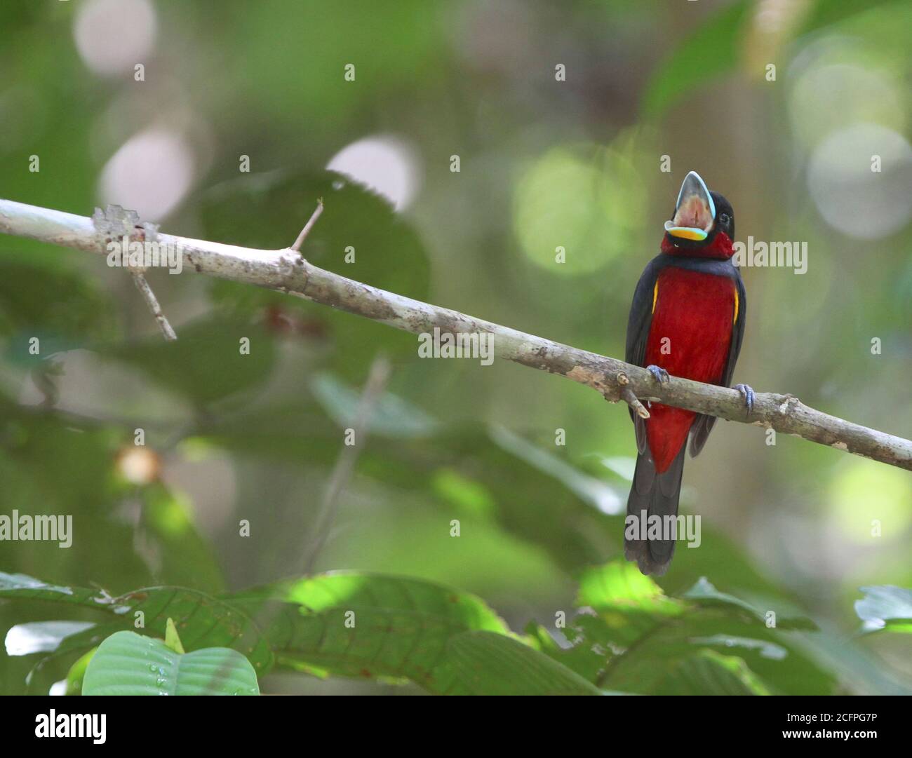 Grand bec noir et rouge (Cymbirhynchus macrorhynchos), perché sur une branche de la forêt tropicale des basses terres, Calling, Malaisie, Bornéo, Sabah Banque D'Images