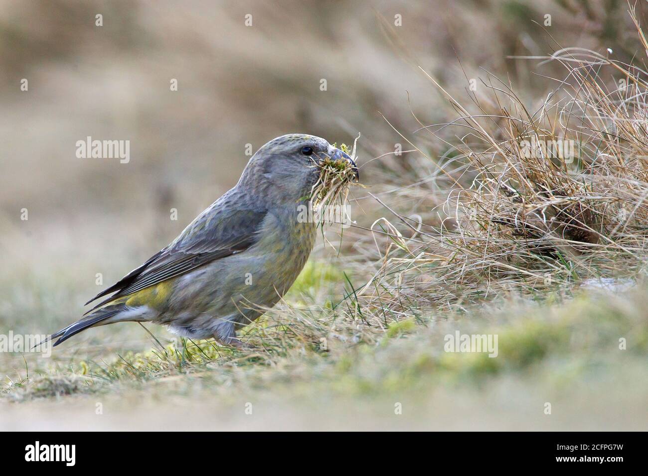 parrot crossbill (Loxia pytyopsittacus), nid de courge femelle au sol, pays-Bas Banque D'Images