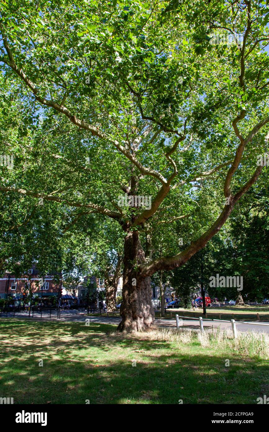 Repère London plane (Platanus x hispanica) arbre, Ealing Green, Londres Banque D'Images