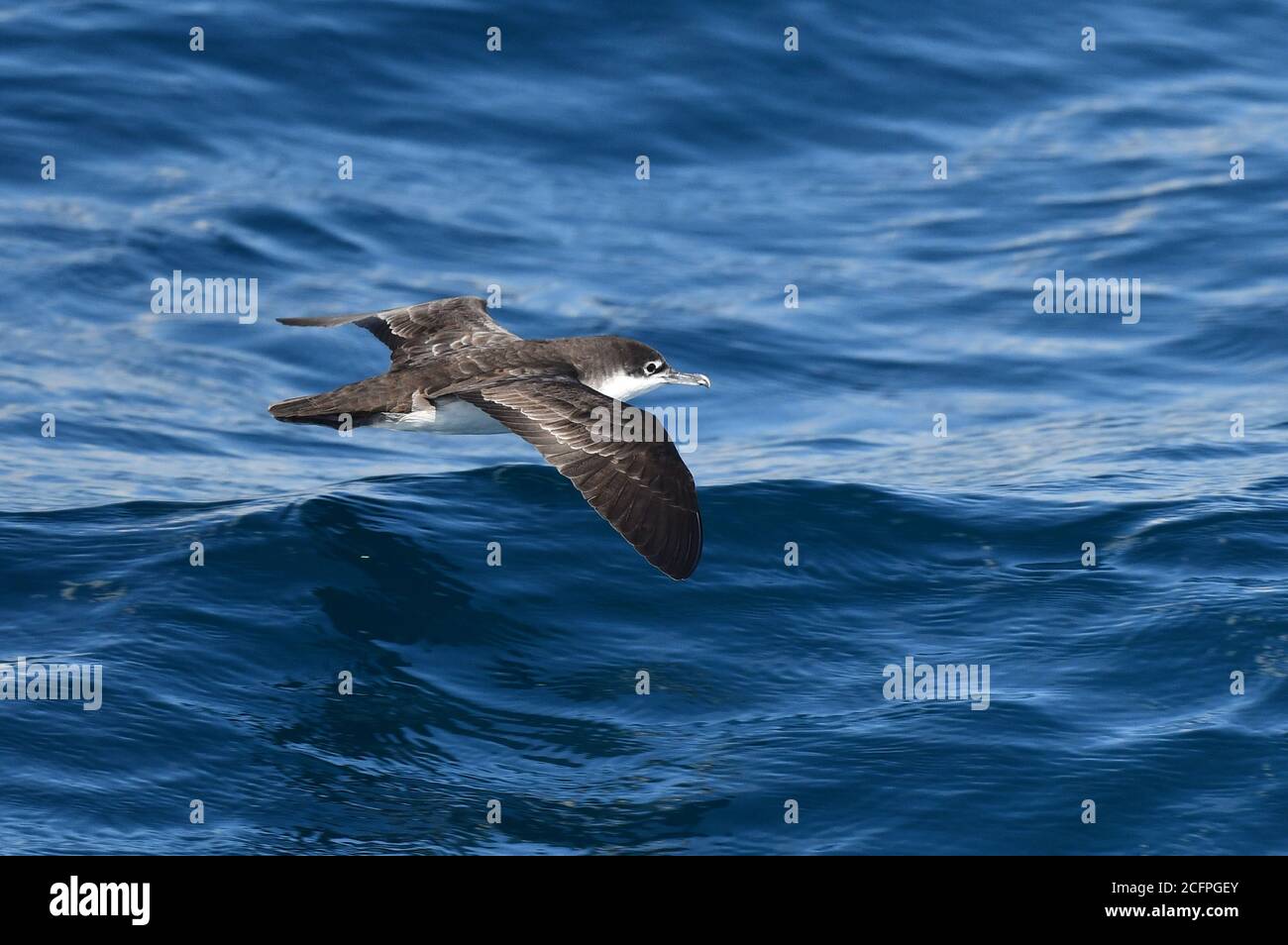 Galapagos Shearwater (Puffinus subalaris), survolant à la surface de la mer, éleveur endémique de l'archipel, Équateur, îles Galapagos Banque D'Images