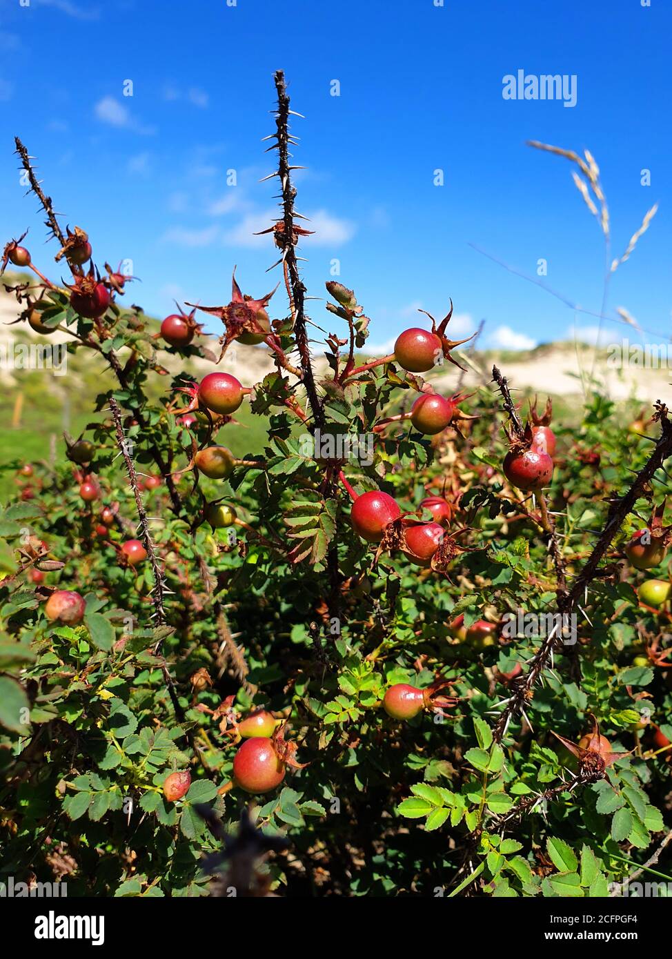 Rose de burnett (Rosa spinosissima, Rosa pampinellifolia), avec des fruits immatures, pays-Bas, Noordwijk aan Zee Banque D'Images