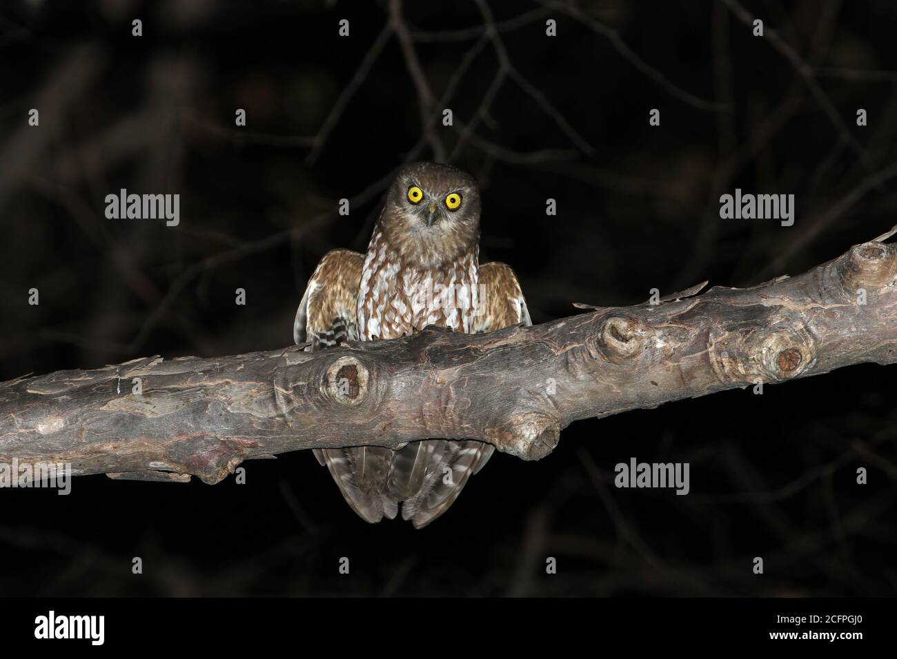 Livret de Timor (Ninox fusca), perché sur une branche la nuit, Indonésie, Lesser Sunda, Timor Banque D'Images