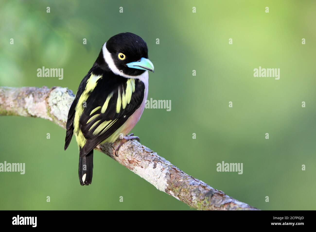 Broadbill noir et jaune (Eurylaimus ochromalus), adulte perché sur une branche horizontale, Malaisie, Sabah, Sepilok Banque D'Images
