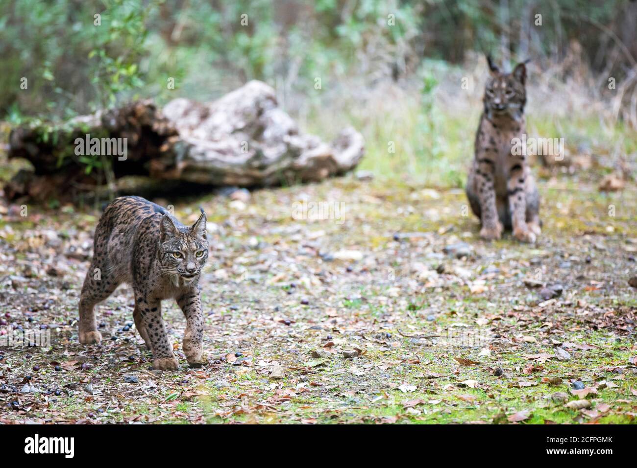 Lynx ibérique (Lynx pardinus), paire, Espagne Banque D'Images